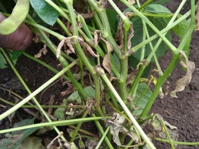 Instructions for completion of crop loss papers by November 8 | पीक नुकसानाचे पंचनामे ८ नोव्हेंबरपर्यंत पूर्ण करण्याचे निर्देश Instructions for completion of crop loss papers by November 8 | पीक नुकसानाचे पंचनामे ८ नोव्हेंबरपर्यंत पूर्ण करण्याचे निर्देश