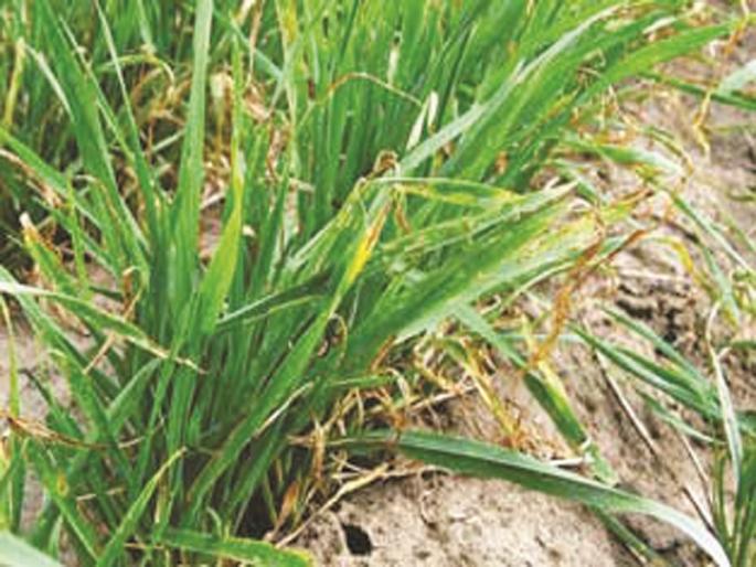 Crop landowners 'landowners' over 2.5 lakh hectares in city district | नगर जिल्ह्यात साडेतीन लाख हेक्टरवरील पिके ‘जमिनदोस्त’