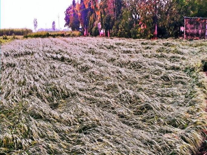 Heavy rains hit Pune district; Damage to agriculture on four and a half thousand hectares: District Collector Dr. Rajesh Deshmukh | पुणे जिल्ह्याला अतिवृष्टीचा फटका ; साडेचार हजार हेक्टरवर शेतीचं नुकसान : जिल्हाधिकारी डाॅ.राजेश देशमुख Heavy rains hit Pune district; Damage to agriculture on four and a half thousand hectares: District Collector Dr. Rajesh Deshmukh | पुणे जिल्ह्याला अतिवृष्टीचा फटका ; साडेचार हजार हेक्टरवर शेतीचं नुकसान : जिल्हाधिकारी डाॅ.राजेश देशमुख