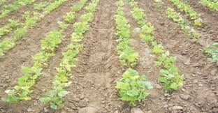 Kharif crops are in danger Aurangabad district; Less than 50 percent rain in six talukas | औरंगाबाद जिल्ह्यातील खरीप हंगाम धोक्यात; सहा तालुक्यांत ५० टक्क्यांपेक्षा कमी पाऊस Kharif crops are in danger Aurangabad district; Less than 50 percent rain in six talukas | औरंगाबाद जिल्ह्यातील खरीप हंगाम धोक्यात; सहा तालुक्यांत ५० टक्क्यांपेक्षा कमी पाऊस