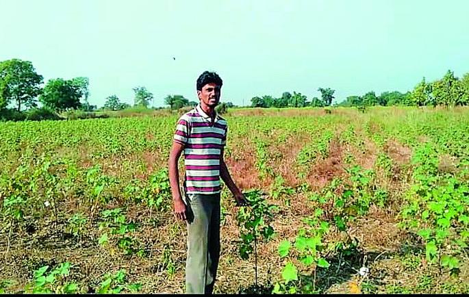 There is no benefit to crop insurance even after paying | पैसे भरूनही पीक विम्याचा लाभ नाही There is no benefit to crop insurance even after paying | पैसे भरूनही पीक विम्याचा लाभ नाही