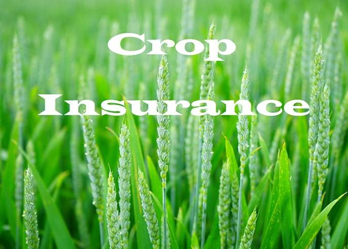 20% farmers benefit from crop insurance in Nagpur division | नागपूर विभागात २० टक्केच शेतकऱ्यांना पीक विम्याचा लाभ 20% farmers benefit from crop insurance in Nagpur division | नागपूर विभागात २० टक्केच शेतकऱ्यांना पीक विम्याचा लाभ