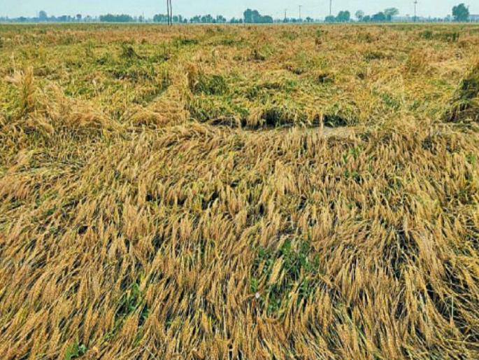 Crops on more than 2,500 hectares in the state have been hit by unseasonal rains | राज्यात अडीच हजारहून अधिक हेक्टरवरील पिकांना अवकाळीचा फटका Crops on more than 2,500 hectares in the state have been hit by unseasonal rains | राज्यात अडीच हजारहून अधिक हेक्टरवरील पिकांना अवकाळीचा फटका