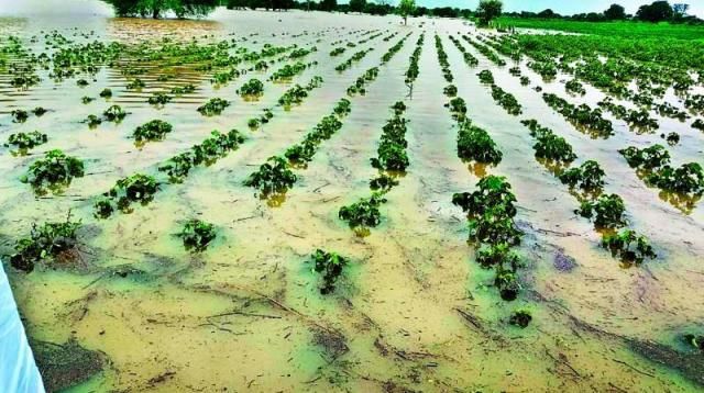 Comforting; Crop compensation criteria will change | दिलासादायक; पीक नुकसानभरपाईचे निकष बदलणार Comforting; Crop compensation criteria will change | दिलासादायक; पीक नुकसानभरपाईचे निकष बदलणार