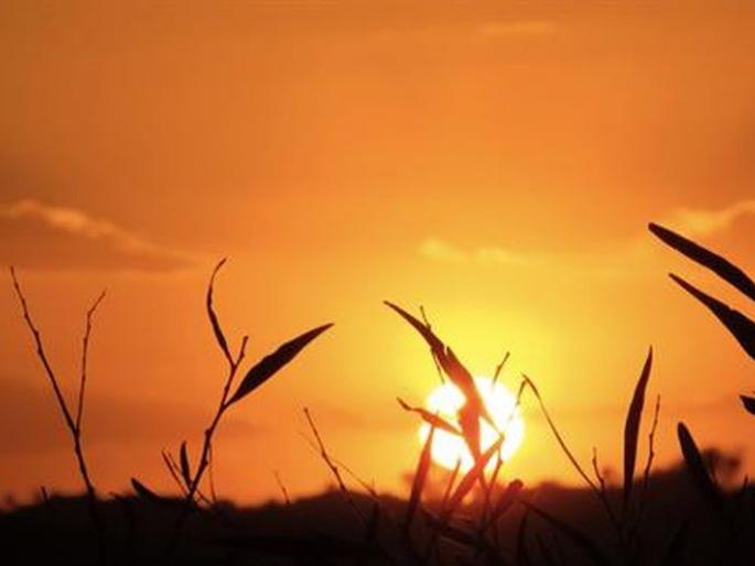 Crops swept away by heat wave! | उष्णतेच्या लाटेने पिके होरपळली!