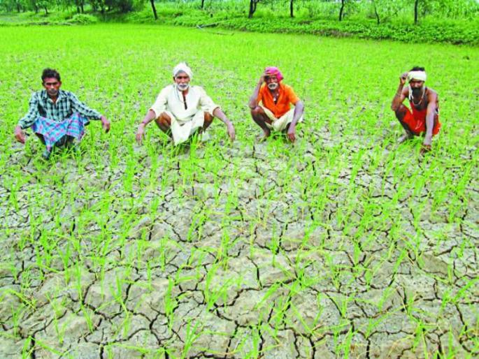 Impact on crop devlopment without rains in the state | राज्यात पावसाने दडी मारल्यानी पीक वाढीवर परिणाम Impact on crop devlopment without rains in the state | राज्यात पावसाने दडी मारल्यानी पीक वाढीवर परिणाम
