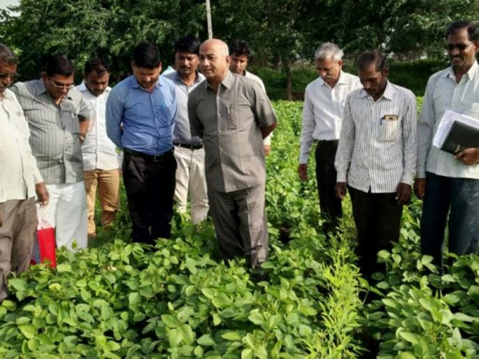 Agricultural Assistant Complaint for Crop Protection | पीक संरक्षणासाठी कृषी सहाय्यकांची धडपड Agricultural Assistant Complaint for Crop Protection | पीक संरक्षणासाठी कृषी सहाय्यकांची धडपड
