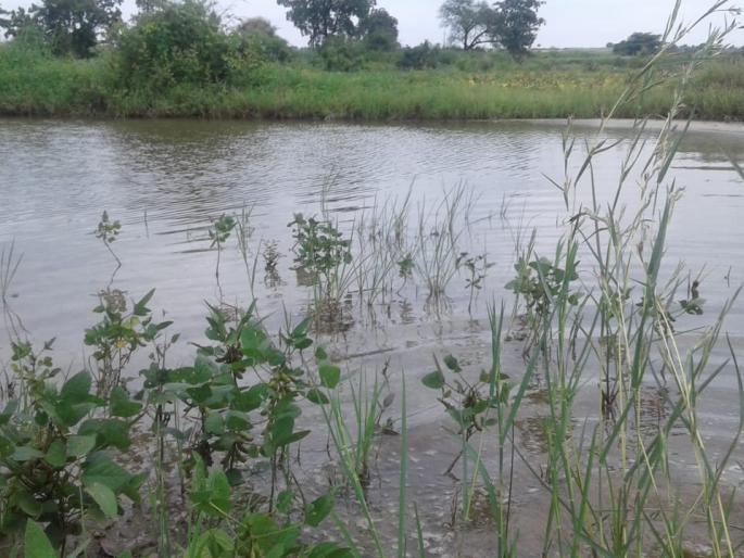 Crop loss due to Rain ; Farmers under financial burden! | पीके गेली पाण्याखाली; शेतकरी आर्थिक ओझ्याखाली! Crop loss due to Rain ; Farmers under financial burden! | पीके गेली पाण्याखाली; शेतकरी आर्थिक ओझ्याखाली!