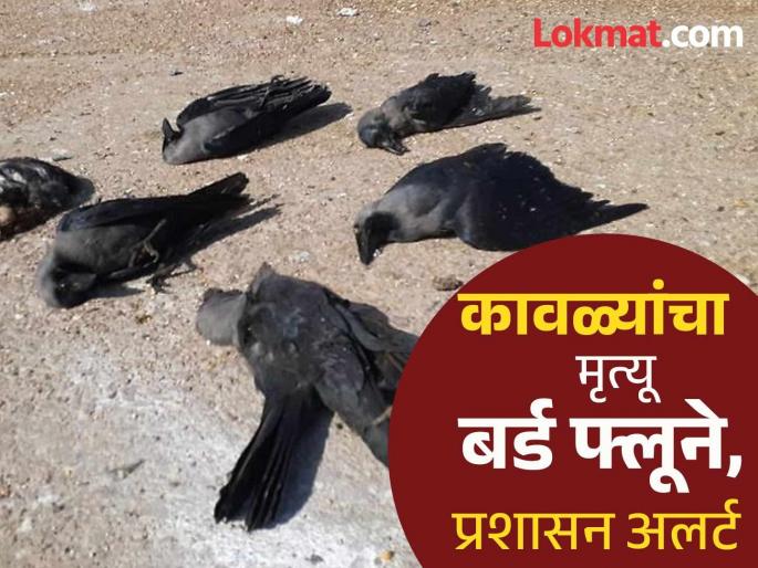 Dharashiv News: Intrusion of bird flu in Dhoki; 50 dead crows reported positive | Dharashiv News: ढोकीत बर्ड फ्ल्यूचा शिरकाव; मृत ५० कावळ्यांचा अहवाल पॉझिटिव्ह Dharashiv News: Intrusion of bird flu in Dhoki; 50 dead crows reported positive | Dharashiv News: ढोकीत बर्ड फ्ल्यूचा शिरकाव; मृत ५० कावळ्यांचा अहवाल पॉझिटिव्ह