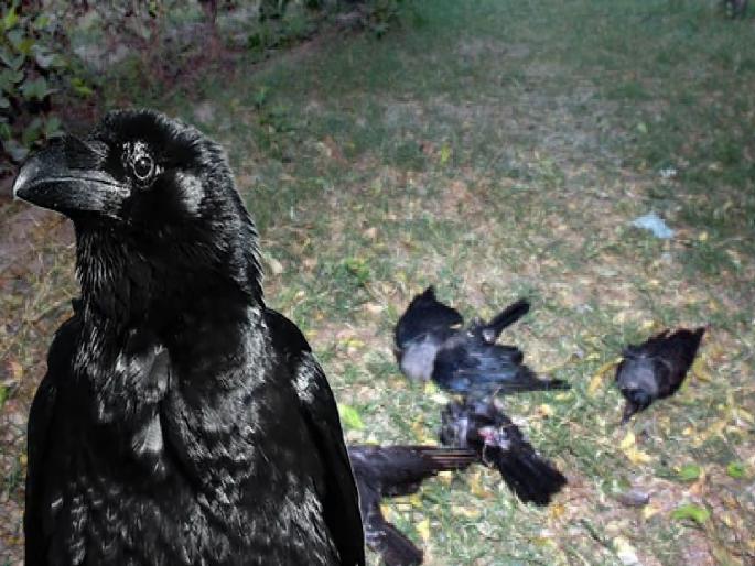 Shocking! 41 crows suddenly die in three days in Udgir | धक्कादायक! उदगीरमध्ये तीन दिवसांत अचानक ४१ कावळ्यांचा मृत्यू Shocking! 41 crows suddenly die in three days in Udgir | धक्कादायक! उदगीरमध्ये तीन दिवसांत अचानक ४१ कावळ्यांचा मृत्यू
