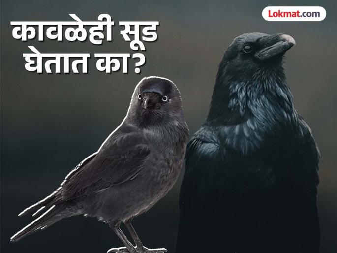 Do crows take revenge? read weird claim by scientist | कावळेही सूड घेतात? मनुष्यांनी त्रास दिला तर अनेक वर्ष लक्षात ठेवतात चेहरा...पाहा काय आहे सत्य... Do crows take revenge? read weird claim by scientist | कावळेही सूड घेतात? मनुष्यांनी त्रास दिला तर अनेक वर्ष लक्षात ठेवतात चेहरा...पाहा काय आहे सत्य...