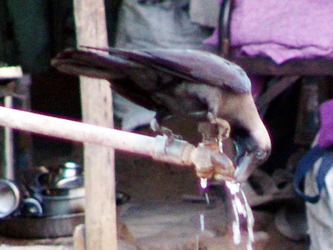 In the middle of March | मार्च महिन्याच्या मध्यातच उन्हाचे असह्य चटके In the middle of March | मार्च महिन्याच्या मध्यातच उन्हाचे असह्य चटके