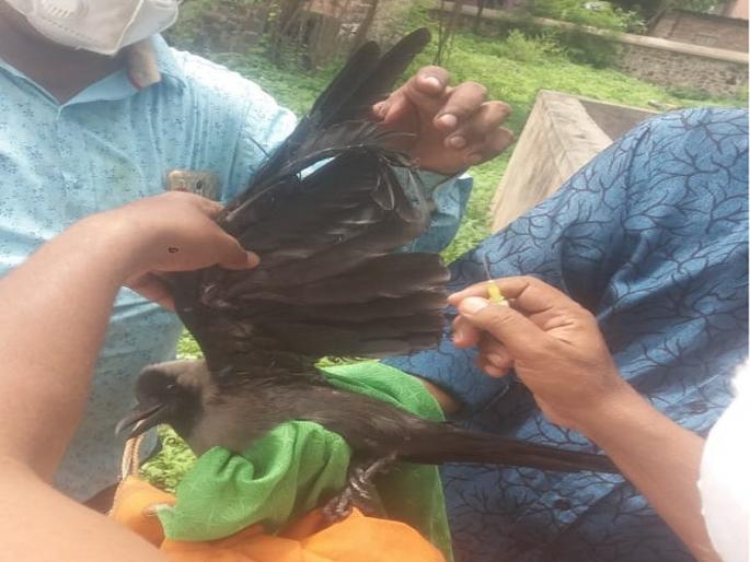 The life-threatening struggle stopped and he was finally released | जीवघेणी धडपड थांबली अन् अखेर तो मुक्त झाला The life-threatening struggle stopped and he was finally released | जीवघेणी धडपड थांबली अन् अखेर तो मुक्त झाला