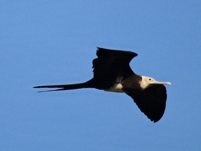 Rare 'little thief' Crow came to Marathwada to escape the onslaught of 'Tauktae ' cyclone | ‘तौउते’च्या तडाख्यातून वाचण्यासाठी दुर्मीळ ‘छोटा चोर’ आला मराठवाड्यात Rare 'little thief' Crow came to Marathwada to escape the onslaught of 'Tauktae ' cyclone | ‘तौउते’च्या तडाख्यातून वाचण्यासाठी दुर्मीळ ‘छोटा चोर’ आला मराठवाड्यात