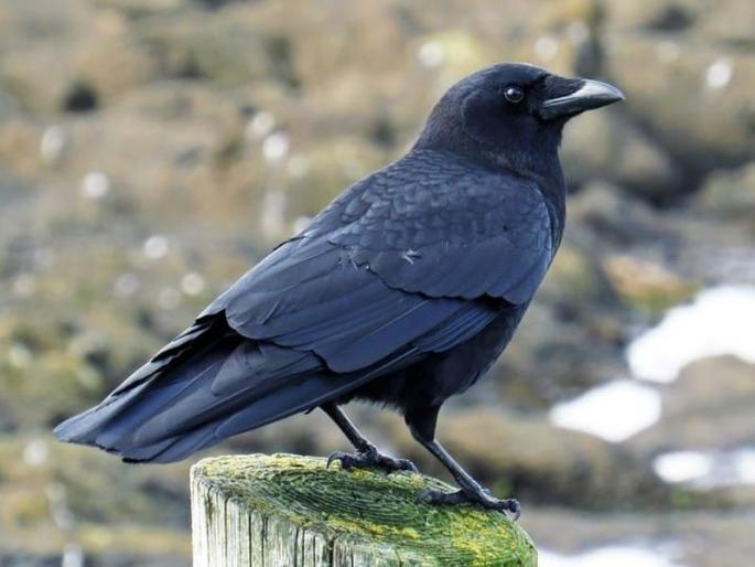 Villagers try to hear the Crow voice in satara | ‘काकस्पर्श’ होईना... गावावर चक्क कावळा रुसलाय! कावकाव ऐकण्यासाठी ग्रामस्थांचे प्रयत्न Villagers try to hear the Crow voice in satara | ‘काकस्पर्श’ होईना... गावावर चक्क कावळा रुसलाय! कावकाव ऐकण्यासाठी ग्रामस्थांचे प्रयत्न