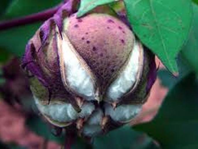 Farmers not keen to take cotton insurance! | कपाशीचा विमा काढण्यास शेतकऱ्यांचा कानाडोळा! Farmers not keen to take cotton insurance! | कपाशीचा विमा काढण्यास शेतकऱ्यांचा कानाडोळा!
