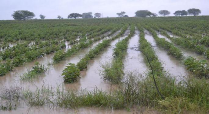 Rains hit crops: Insurance company starts the process of registering losses | पावसाचा पिकांना फटका: विमा कंपनीकडे नुकसान नोंदविण्याची प्रक्रिया सुरू Rains hit crops: Insurance company starts the process of registering losses | पावसाचा पिकांना फटका: विमा कंपनीकडे नुकसान नोंदविण्याची प्रक्रिया सुरू
