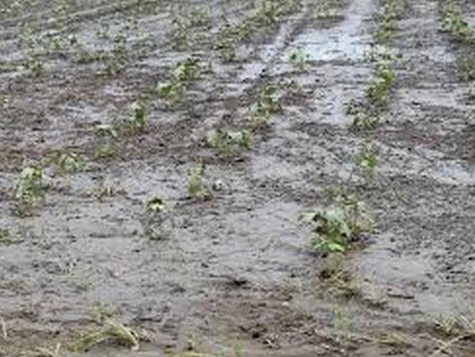 81 lakh for crop loss | पीक नुकसानापोटी मिळाला ८१ लाखांचा निधी 81 lakh for crop loss | पीक नुकसानापोटी मिळाला ८१ लाखांचा निधी