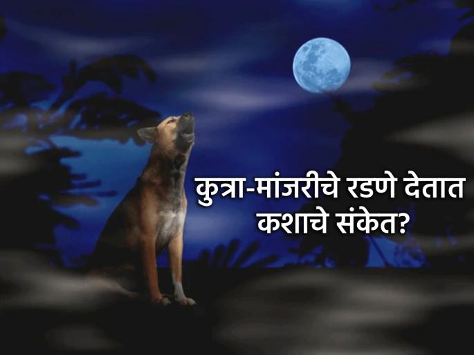 Astrology: Why is it considered inauspicious for dogs and cats to cry at night? Should this be considered scientific or popular belief? | Astrology: कुत्रा, मांजरीचे रात्री रडणे का अशुभ मानले जाते? याला शास्त्राधार आहे की लोकसमजूत? Astrology: Why is it considered inauspicious for dogs and cats to cry at night? Should this be considered scientific or popular belief? | Astrology: कुत्रा, मांजरीचे रात्री रडणे का अशुभ मानले जाते? याला शास्त्राधार आहे की लोकसमजूत?