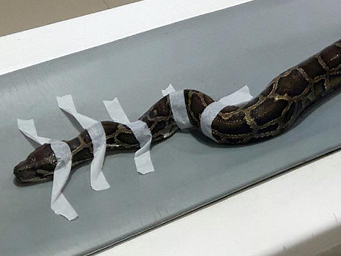 ... Here, the first scam in India is the City Scan, which has eight feet of dragon | ...इथं आठ फूट अजगराचं केलं सिटी स्कॅन, भारतातील पहिलीच घटना ... Here, the first scam in India is the City Scan, which has eight feet of dragon | ...इथं आठ फूट अजगराचं केलं सिटी स्कॅन, भारतातील पहिलीच घटना