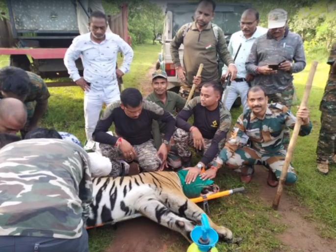 The attacking cannibal 'T-103 tiger' was finally arrested, the villagers lost their lives chandrapur brahmapuri | हल्लेखोर नरभक्षक 'T-103 वाघ' अखेर जेरबंद, गावकऱ्यांचा जीव भांड्यात पडला The attacking cannibal 'T-103 tiger' was finally arrested, the villagers lost their lives chandrapur brahmapuri | हल्लेखोर नरभक्षक 'T-103 वाघ' अखेर जेरबंद, गावकऱ्यांचा जीव भांड्यात पडला