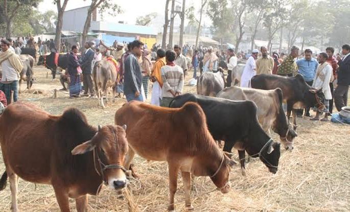 Such a solution on lockdown! The animal market is now on social media | लॉकडाऊनवर असाही तोडगा! जनावरांचा बाजार आता सोशल मीडियावर Such a solution on lockdown! The animal market is now on social media | लॉकडाऊनवर असाही तोडगा! जनावरांचा बाजार आता सोशल मीडियावर