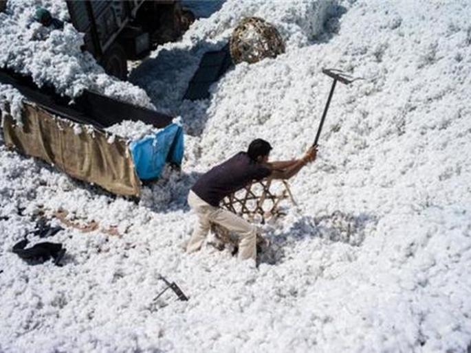 Cotton get eleven thousand per quintal rate | पांढरे सोने अकरा हजारांच्या उबरठ्यावर Cotton get eleven thousand per quintal rate | पांढरे सोने अकरा हजारांच्या उबरठ्यावर