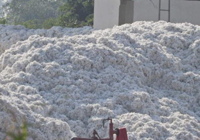 Cotton growers paid Rs 3. 33 crore! | कापूस उत्पादक शेतकऱ्यांना ३ हजार ३३ कोटींचे चुकारे अदा! Cotton growers paid Rs 3. 33 crore! | कापूस उत्पादक शेतकऱ्यांना ३ हजार ३३ कोटींचे चुकारे अदा!