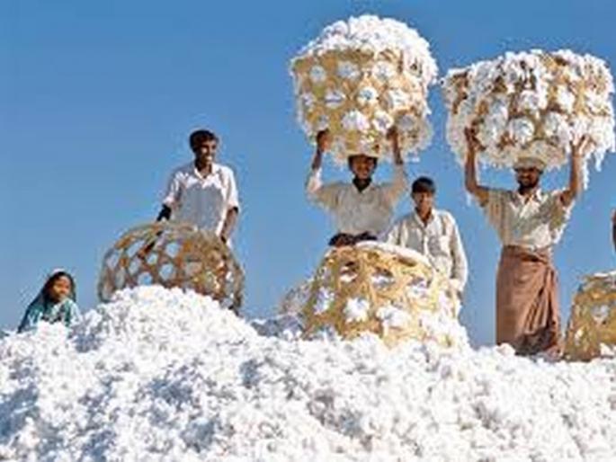 Clear the way for the cotton money; Marketing to get Rs 1,000 crore loan soon! | कापसाच्या चुकाऱ्याचा मार्ग मोकळा; लवकरच ‘पणन’ला मिळणार एक हजार कोटींचे कर्ज! Clear the way for the cotton money; Marketing to get Rs 1,000 crore loan soon! | कापसाच्या चुकाऱ्याचा मार्ग मोकळा; लवकरच ‘पणन’ला मिळणार एक हजार कोटींचे कर्ज!