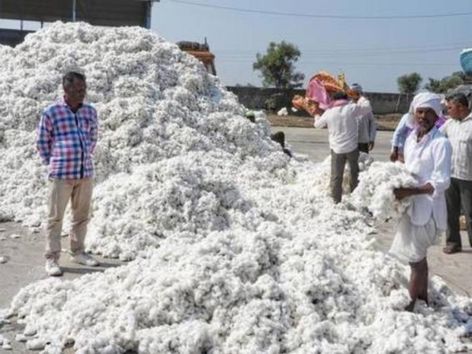 Crop sowing obstacles for cotton registration | कापूस नोंदणीसाठी पीक पेऱ्याचा अडसर Crop sowing obstacles for cotton registration | कापूस नोंदणीसाठी पीक पेऱ्याचा अडसर