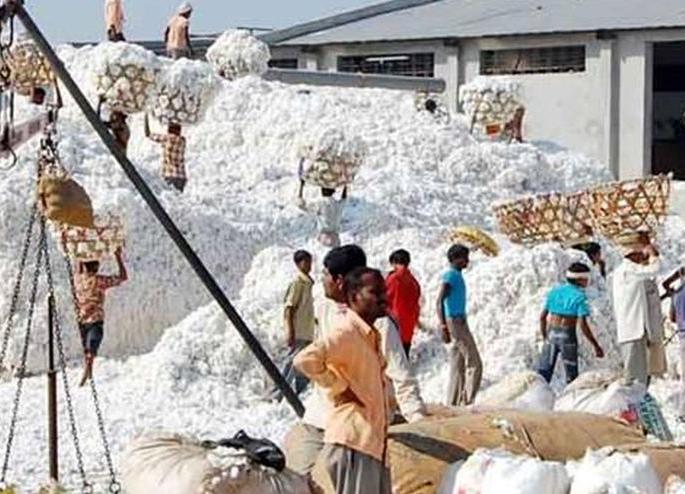 Cotton from other district sell in Washim district | परजिल्ह्यातील कापूस वाशिम जिल्ह्यात ! Cotton from other district sell in Washim district | परजिल्ह्यातील कापूस वाशिम जिल्ह्यात !