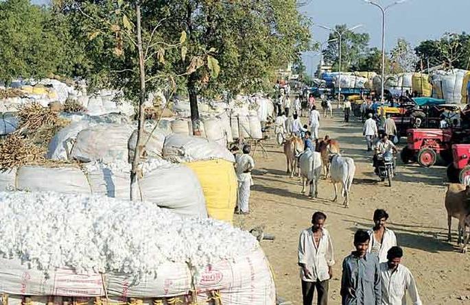 Registration for purchase of cotton started at Khamgaon | खामगाव येथे कापूस खरेदीसाठी नोंदणी सुरू Registration for purchase of cotton started at Khamgaon | खामगाव येथे कापूस खरेदीसाठी नोंदणी सुरू