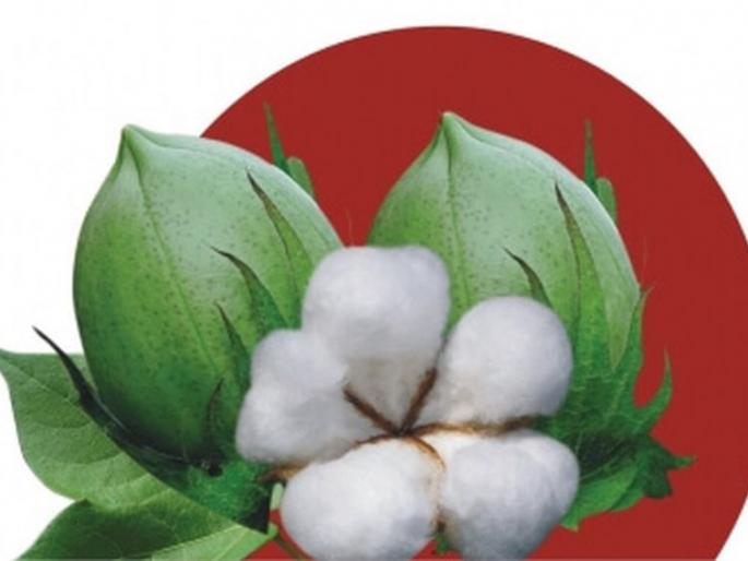 BG-2 to make cotton seeds available! | बीजी-२ कापूस बियाणे उपलब्ध करणार!