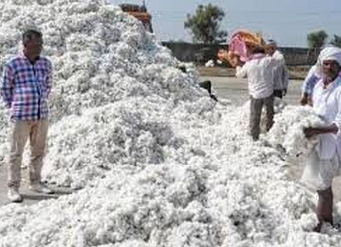 Registration for sale of cotton before October | कापूस विक्रीसाठी ऑक्टोबरपूर्वीच नोंदणी Registration for sale of cotton before October | कापूस विक्रीसाठी ऑक्टोबरपूर्वीच नोंदणी