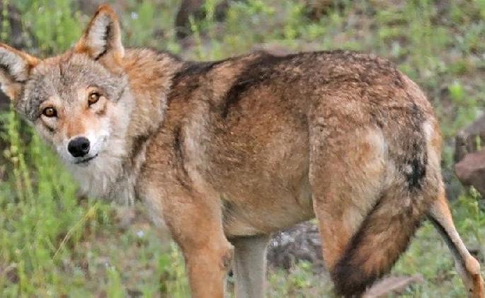 Another dead wolf found in Melghat positive for rabies | मेळघाटातील दुसराही मृत लांडगा रेबीज पॉझिटिव्ह, अहवालातून स्पष्ट Another dead wolf found in Melghat positive for rabies | मेळघाटातील दुसराही मृत लांडगा रेबीज पॉझिटिव्ह, अहवालातून स्पष्ट