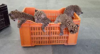 Four leopard cubs in Gorewada for rearing | बिबट्याचे चार बछडे संगोपनासाठी गोरेवाड्यात Four leopard cubs in Gorewada for rearing | बिबट्याचे चार बछडे संगोपनासाठी गोरेवाड्यात