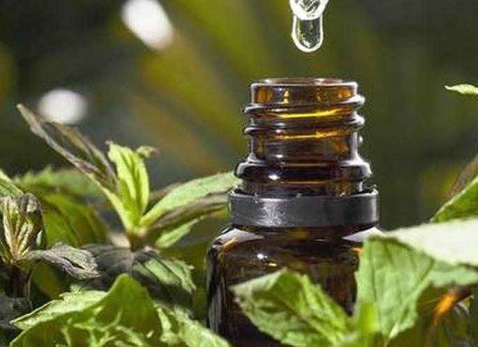 Emphasis on cultivating spices, aromatic herbs! | मसाले, सुगंधी वनौषधी लागवडीवर भर! Emphasis on cultivating spices, aromatic herbs! | मसाले, सुगंधी वनौषधी लागवडीवर भर!