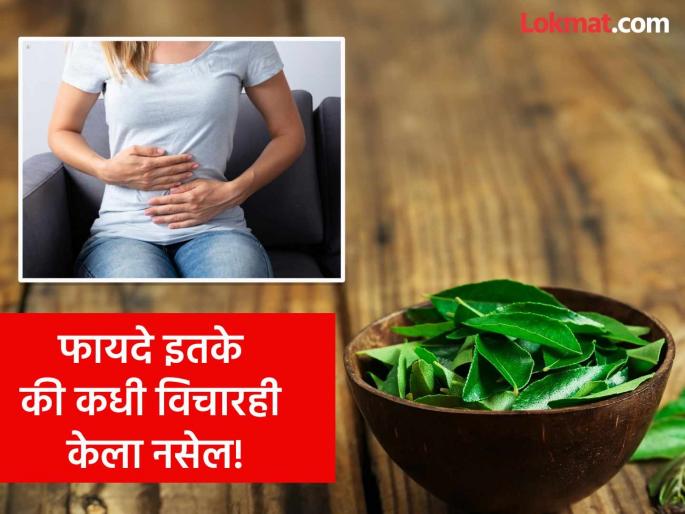 Benefits of chewing curry leaves on empty stomach for 1 month daily | १ महिना रोज सकाळी रिकाम्या पोटी खा 'ही' पाने, काही दिवसात दिसतील आश्चर्यकारक फायदे! Benefits of chewing curry leaves on empty stomach for 1 month daily | १ महिना रोज सकाळी रिकाम्या पोटी खा 'ही' पाने, काही दिवसात दिसतील आश्चर्यकारक फायदे!