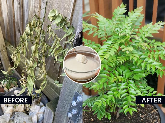 how to increase curry leaves plant growth faster curry leaves plant growth secret curry leaves plant care tips homemade fertilizer for curry leaves plant | कडीपत्त्याच्या रोपासाठी स्वयंपाकघरातील २ पदार्थ सुपरफूड! कुंडीत मिसळा आणि पहा कमाल - पान येतील भरघोस...