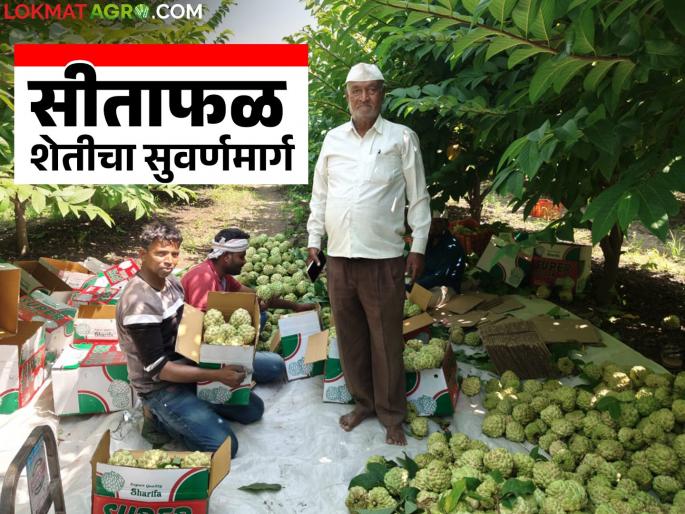latest news Custard Apple Farming: Overcoming drought: Sukhdev Rao of Malkapur reaches the pinnacle of success through custard apple farming! | Custard Apple Farming : दुष्काळावर मात: मलकापूरच्या सुखदेवरावांनी सीताफळ शेतीतून गाठलं यशाचं शिखर!