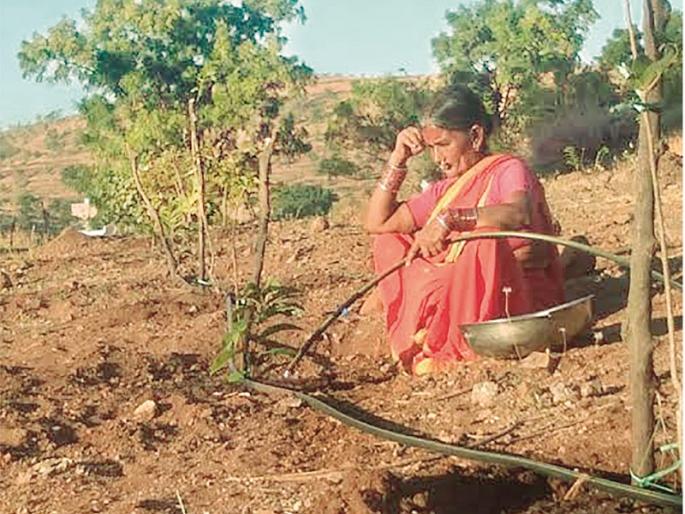Gavaran Mewa will return to the mountains of Dharur | धारूरच्या डोंगरात गावरान मेव्याचे वैभव परतणार