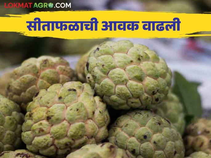 Sitafal Bajar Bhav : Big arrival of Sitafal in Solapur Agricultural Produce Market Committee How to get the price | Sitafal Bajar Bhav : सोलापूर कृषी उत्पन्न बाजार समितीत सीताफळाची मोठी आवक कसा मिळतोय दर Sitafal Bajar Bhav : Big arrival of Sitafal in Solapur Agricultural Produce Market Committee How to get the price | Sitafal Bajar Bhav : सोलापूर कृषी उत्पन्न बाजार समितीत सीताफळाची मोठी आवक कसा मिळतोय दर