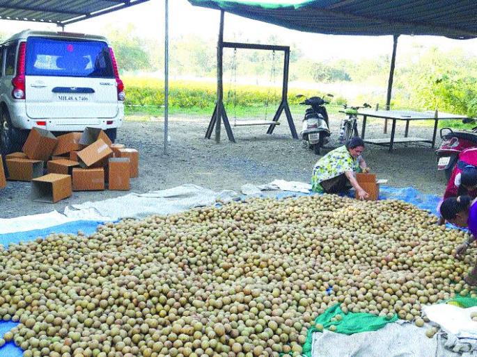 Attention to winter convention for chiku damage | चिकू नुकसानीकरिता हिवाळी अधिवेशनात लक्षवेधी Attention to winter convention for chiku damage | चिकू नुकसानीकरिता हिवाळी अधिवेशनात लक्षवेधी