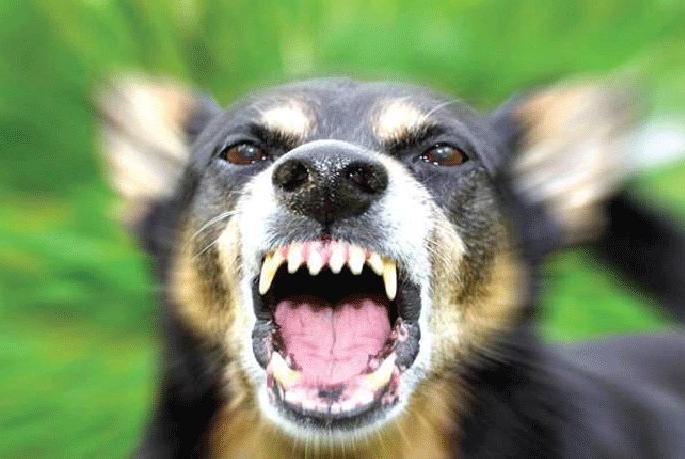 Dogfight of stray dog in Sawlapur, death of two, treatment of three | सावळापुरात पिसाळलेल्या श्वानाचा धुमाकूळ, दोघांचा मृत्यू, तिघांवर उपचार Dogfight of stray dog in Sawlapur, death of two, treatment of three | सावळापुरात पिसाळलेल्या श्वानाचा धुमाकूळ, दोघांचा मृत्यू, तिघांवर उपचार