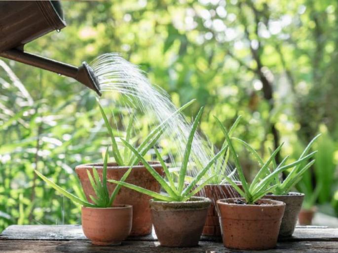 Gardening Tips: Does your aloe vera dry out due to the scorching sun? Then try these 5 simple tips | Gardening Tips: तुमचीही कोरफड उन्हाच्या झळांमुळे सुकलीये? मग वापरून पहा या ५ सोप्या टिप्स Gardening Tips: Does your aloe vera dry out due to the scorching sun? Then try these 5 simple tips | Gardening Tips: तुमचीही कोरफड उन्हाच्या झळांमुळे सुकलीये? मग वापरून पहा या ५ सोप्या टिप्स