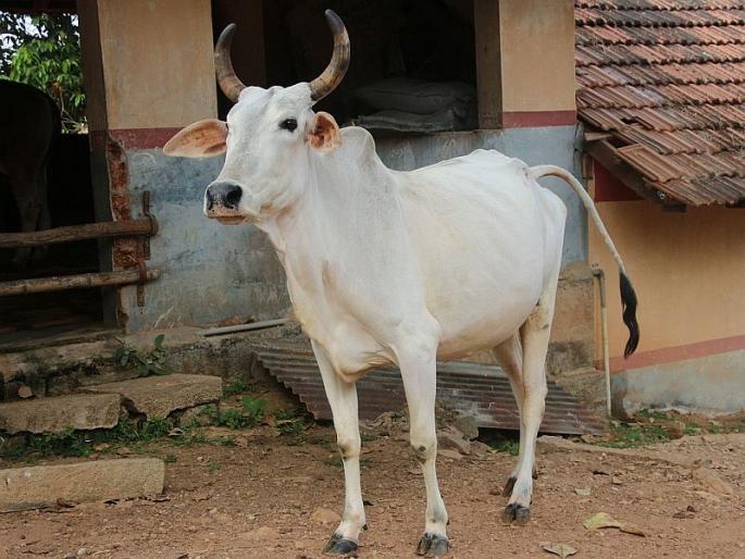 Gujarat's next big wedding, witnessing a cow, will have 7 rounds in surat marriage | गुजरातचा आगळावेगळा लग्नसोहळा, गाईला साक्षी मानून 7 फेरे होणार Gujarat's next big wedding, witnessing a cow, will have 7 rounds in surat marriage | गुजरातचा आगळावेगळा लग्नसोहळा, गाईला साक्षी मानून 7 फेरे होणार