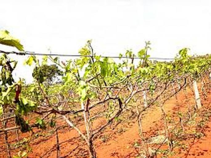 Crop damage on 515 hectares in the district; | जिल्ह्यातील ५१५ हेक्टरवरील पीकांचे नुकसान ; निसर्ग चक्रीवादळाचा फटका Crop damage on 515 hectares in the district; | जिल्ह्यातील ५१५ हेक्टरवरील पीकांचे नुकसान ; निसर्ग चक्रीवादळाचा फटका