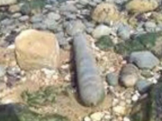 Cylinder bomb found on Waingani beach, defused by search team | Sindhudurg: वायंगणी समुद्रकिनारी आढळला सिलिंडर बॉम्ब, शोधक पथकाकडून निकामी Cylinder bomb found on Waingani beach, defused by search team | Sindhudurg: वायंगणी समुद्रकिनारी आढळला सिलिंडर बॉम्ब, शोधक पथकाकडून निकामी