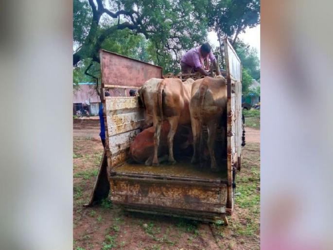 Donation of life to cows taken to Telangana for slaughter, action in Sirencha | कत्तलीसाठी तेलंगणात नेणाऱ्या गायींना जीवनदान, सिराेंचात कारवाई Donation of life to cows taken to Telangana for slaughter, action in Sirencha | कत्तलीसाठी तेलंगणात नेणाऱ्या गायींना जीवनदान, सिराेंचात कारवाई