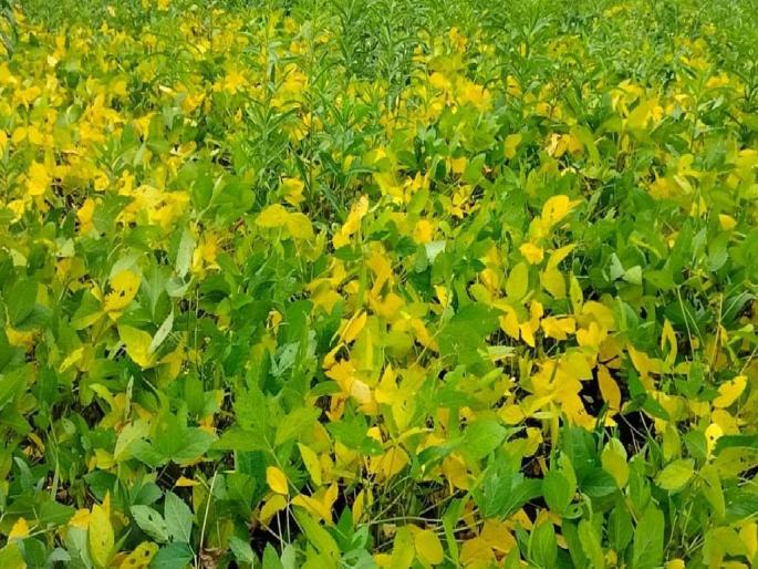 After the 100-day crop period of soybeans, they turned yellow and began to rot naturally, ordered Panchnama of soybeans | सोयाबीनच्या पंचनाम्याचे आदेश, शासनाचे ‘वरातीमागून घोडे’